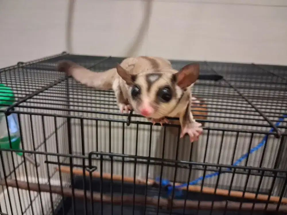 Sugar glider jantan jinak