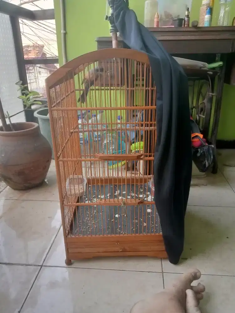 Pentet pilis Jawa Barat