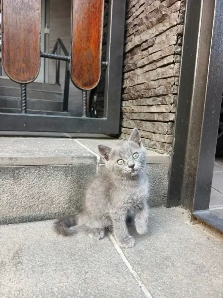 Kitten BSH mix persia