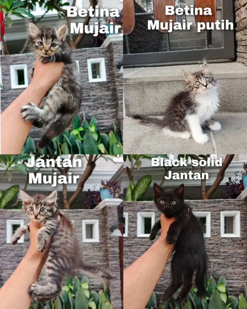 Kitten persia medium