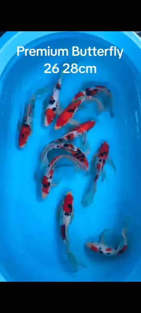 Koi Kumpay sanke istimewa 28 31cm