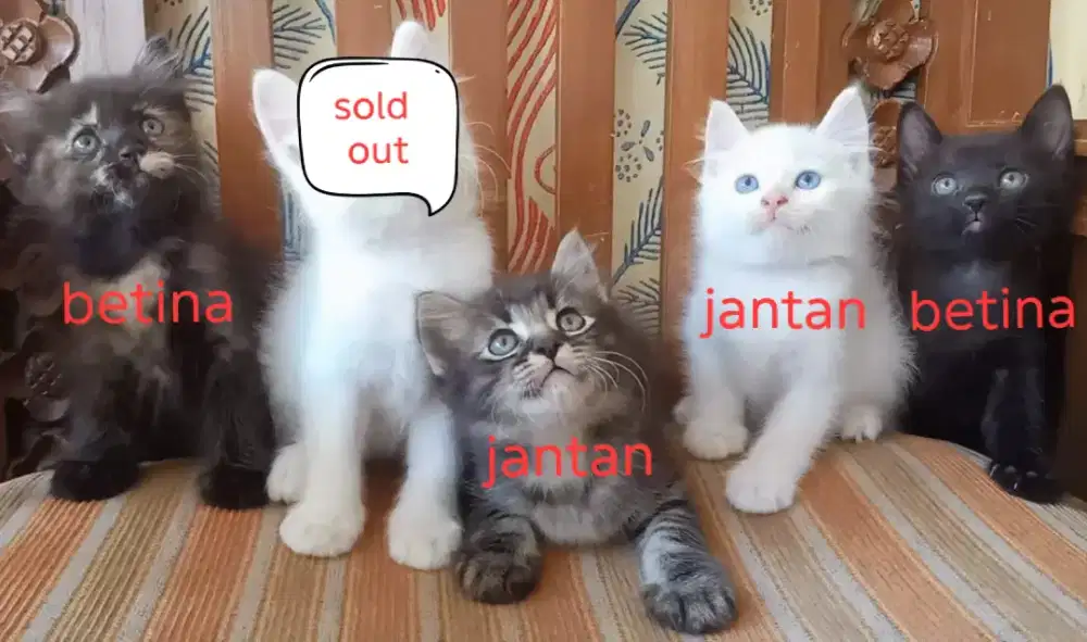 Kitten persia medium