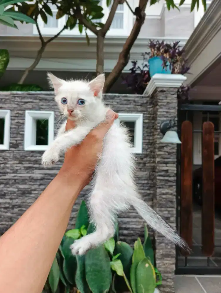 Kitten Himalaya mix persia Shorthair