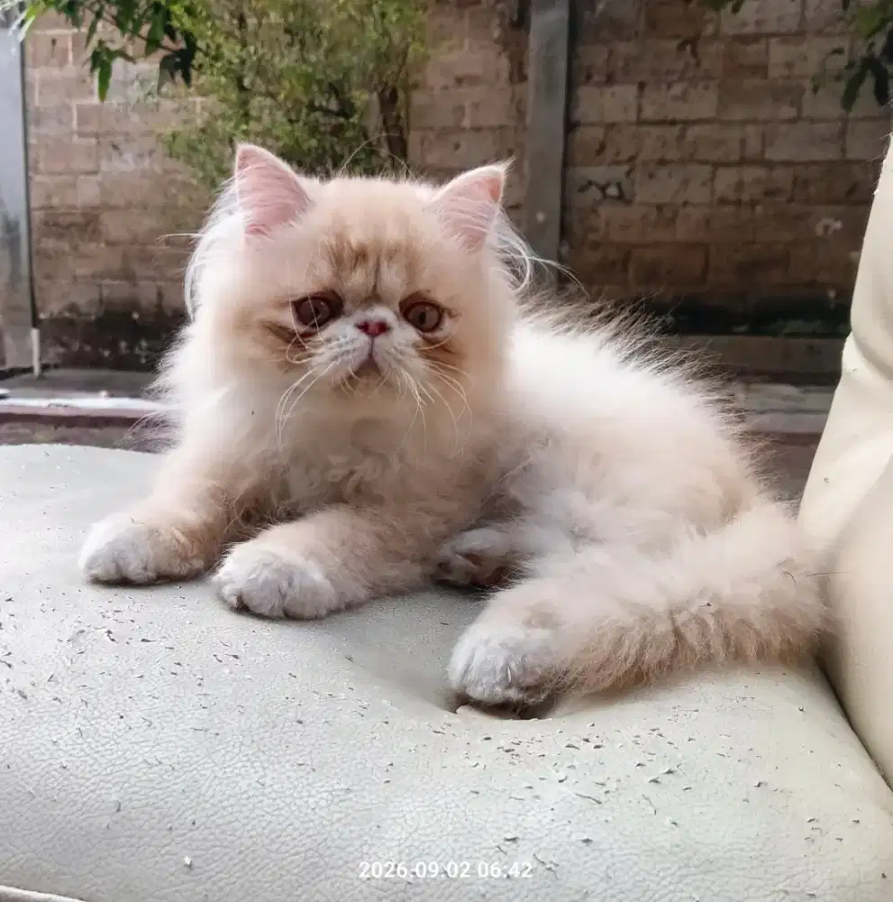 Kucing Persian Peaknose Sehat & Aktif