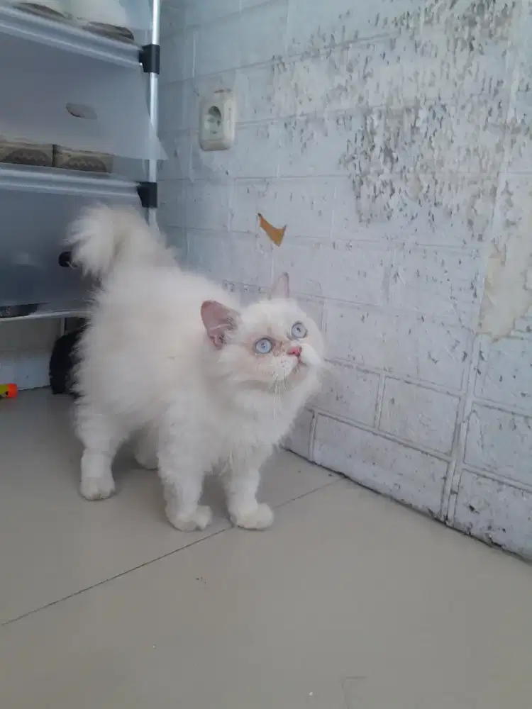 Kucing persia Lucu