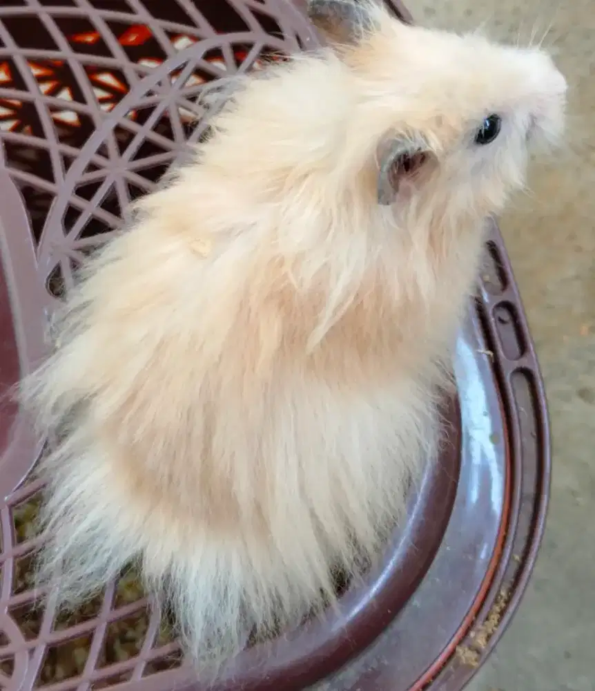 Hamster syrian long hair