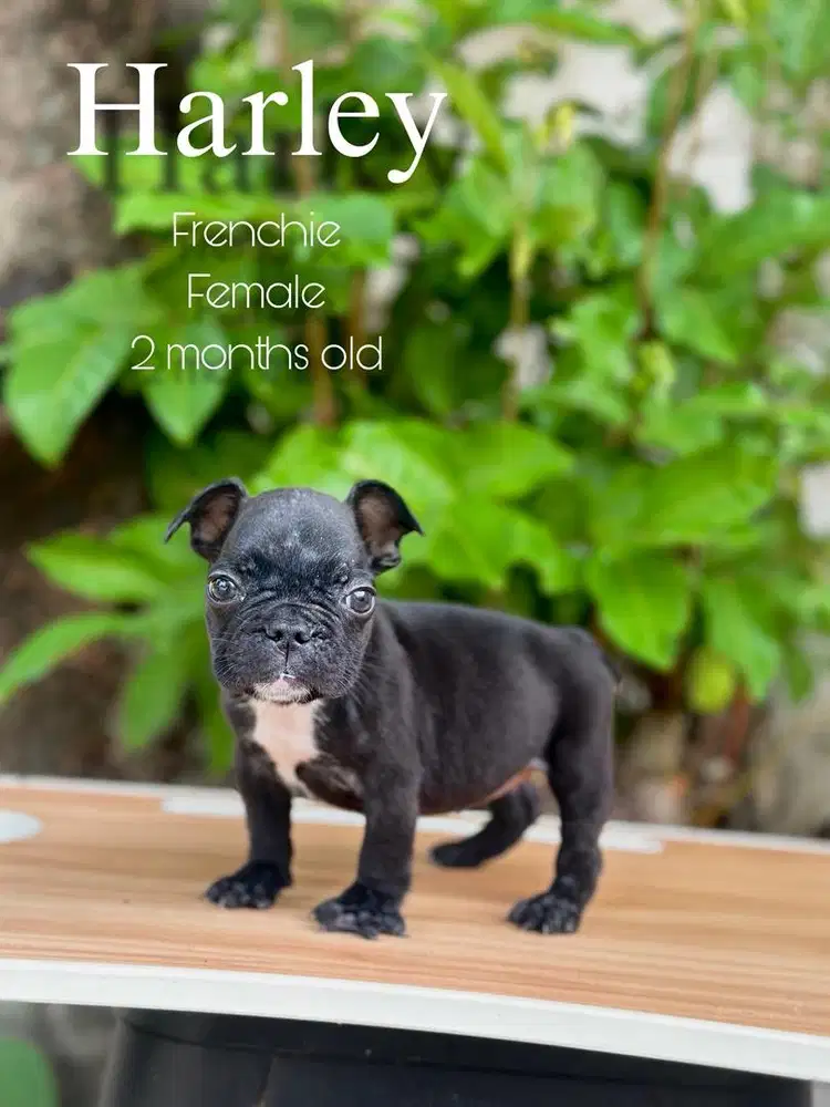 Frenchie (french bulldog)