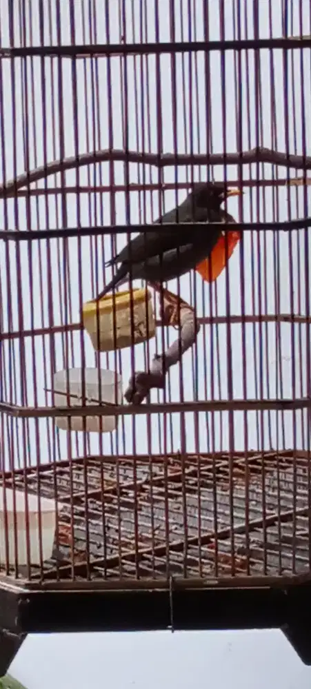 Burung jalak kebo