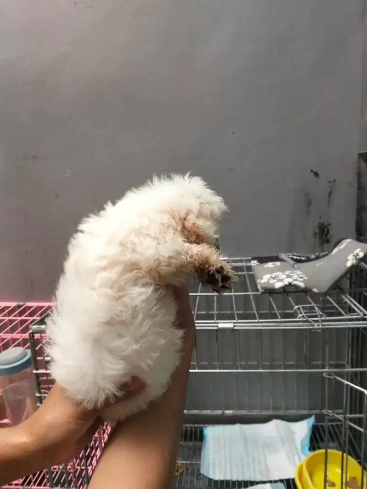 Anjing poodel jantan