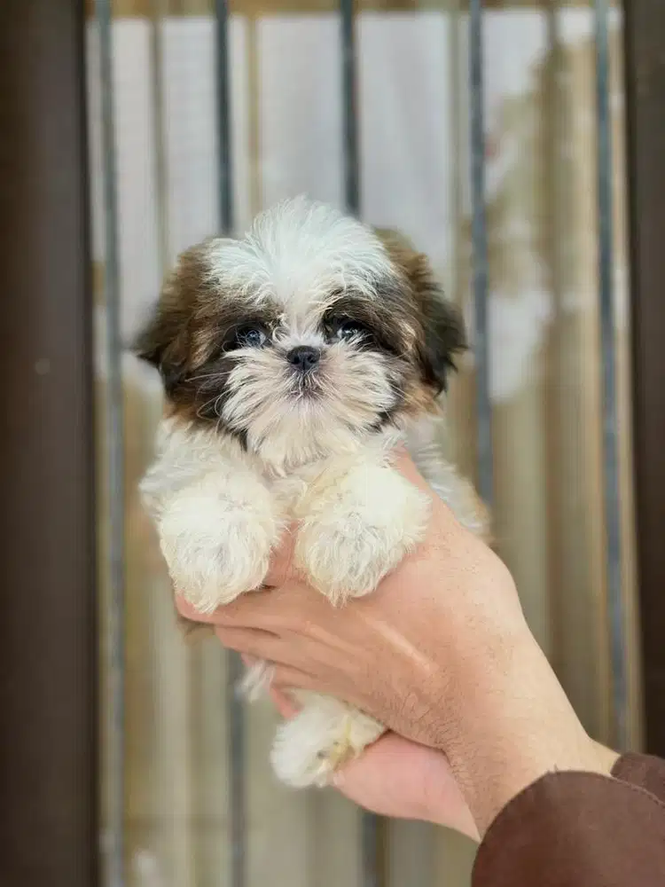 Shihtzu betina 2 bulan