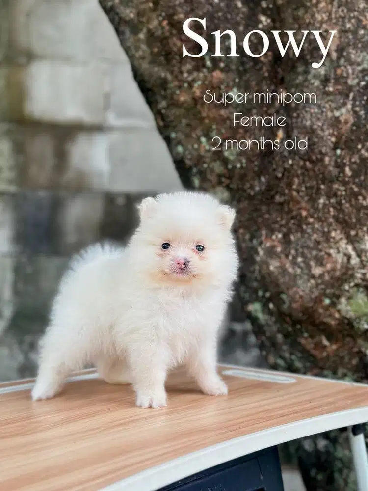 minipom betina 2 bulan