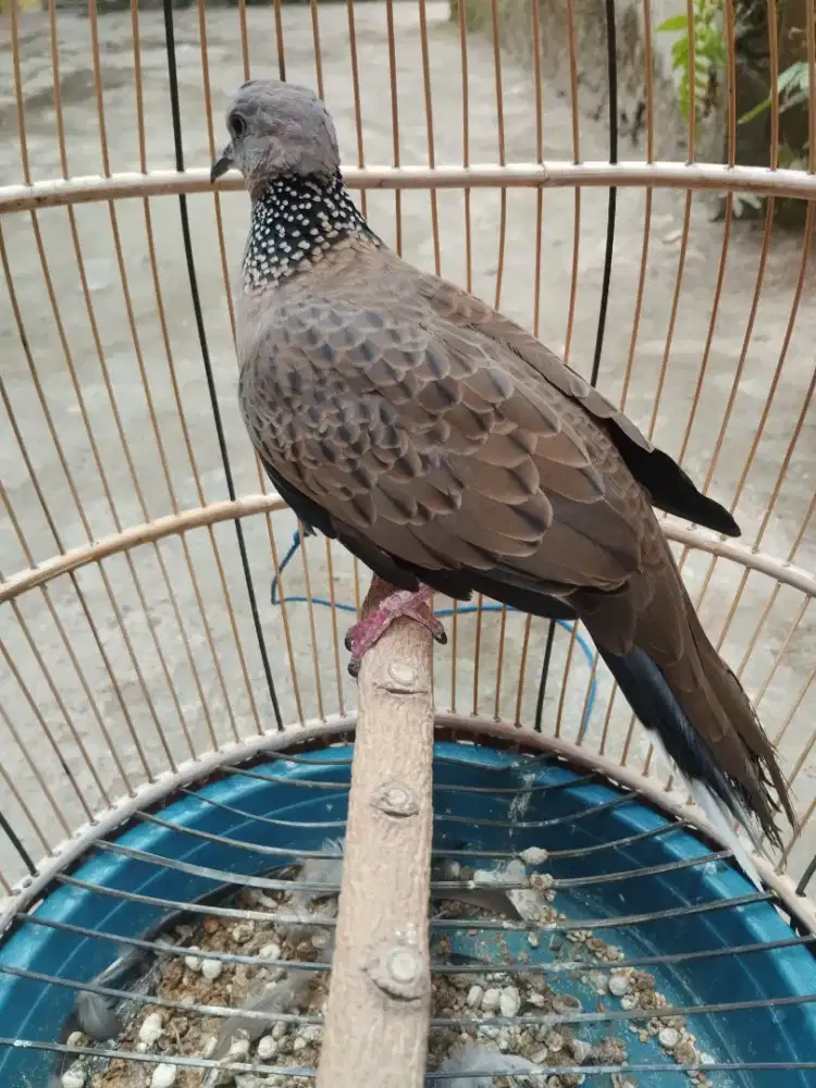 Tekukur alam kuk2