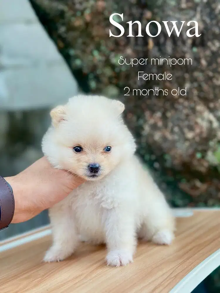 Minipom betina 2 bulan