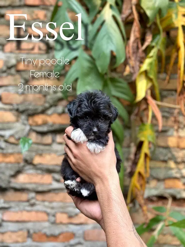 Tiny poodle betina