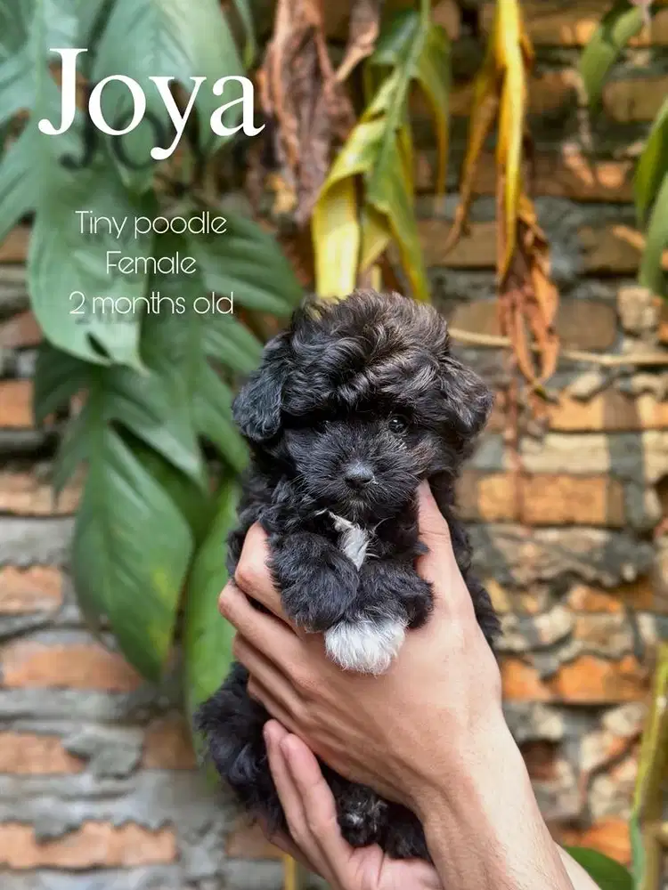 tiny poodle betina