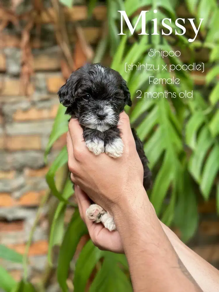 Shipoo ( shihtzu x poodle )
