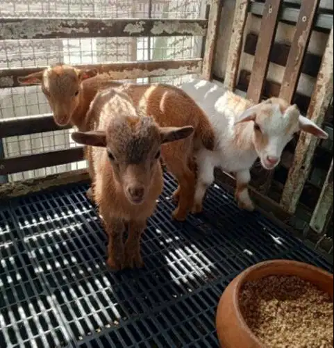 sepasang kambing mini pygmi 4 bln TB 30cm-an ori Full Blood exotik top