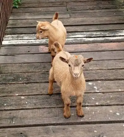sepasang kambing mini pygmi 4 bln TB 30cm-an ori Full Blood exotik top