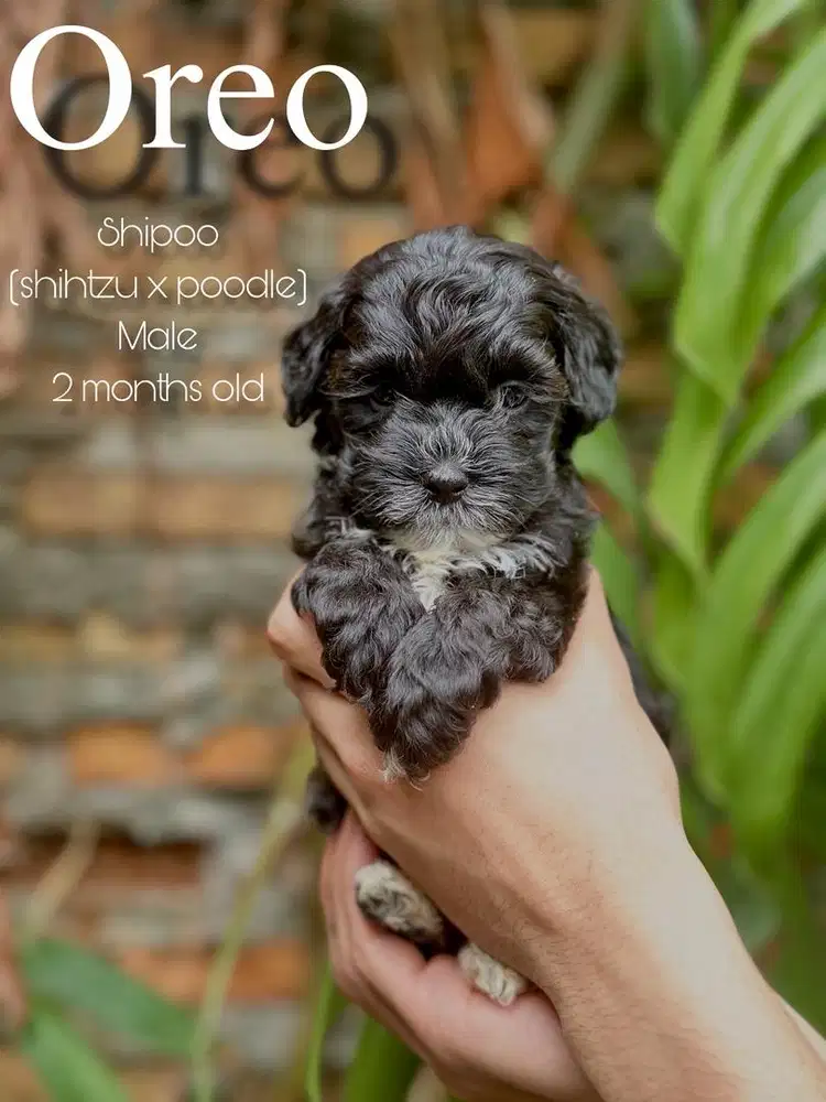 Shipoo ( Shihtzu x Poodle )