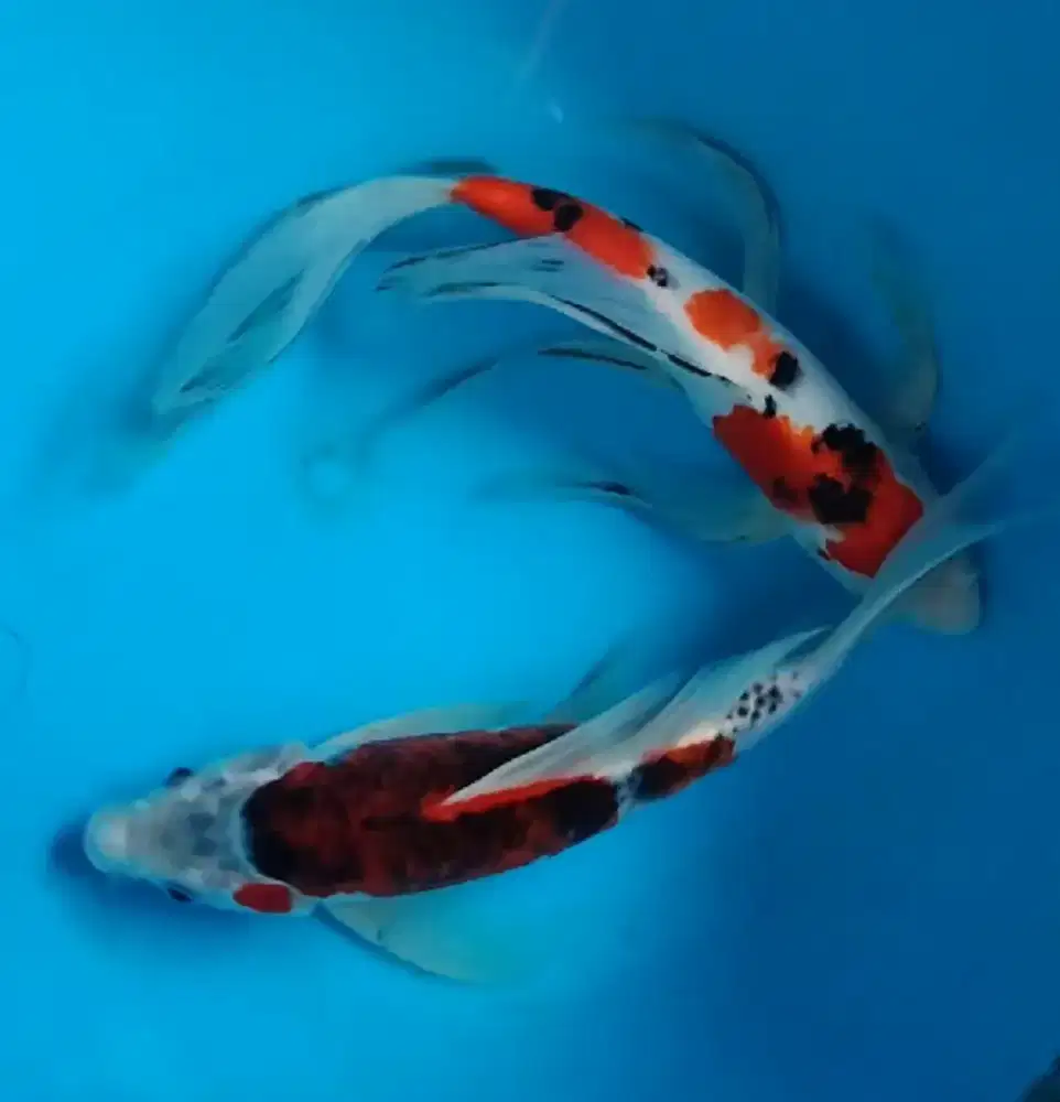 Ikan koi kumpay paket 2pcs 27 30cm