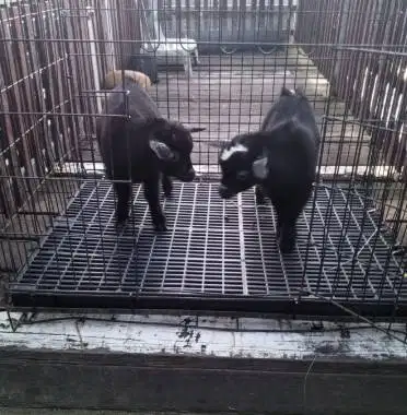 sepasang kambing mini pygmi 4 bln TB 30cm-an unik pendek asli Fullblod