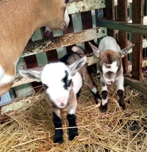 sepasang kambing mini pygmi 4 bln TB 30cm-an exotik unik asli Fullblod