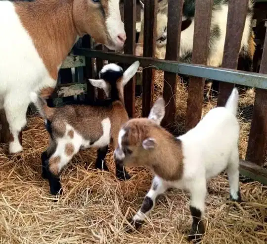 sepasang kambing mini pygmi 4 bln TB 30cm-an exotik unik asli Fullblod