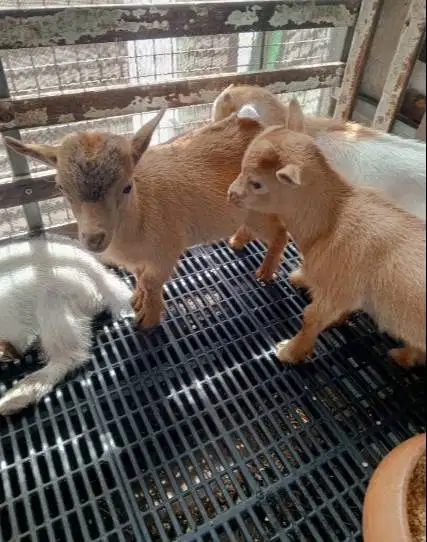 sepasang kambing mini pygmi 4 bulanan asli ori full blood exotik unik