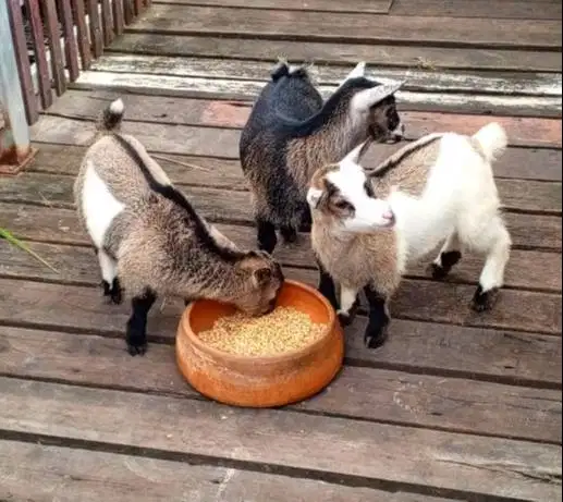 sepasang kambing mini pygmi 4 bulanan asli ori full blood exotik unik