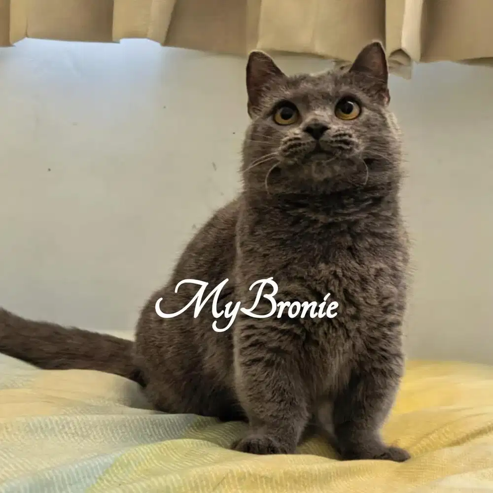 Kucing munchkin british shorthair