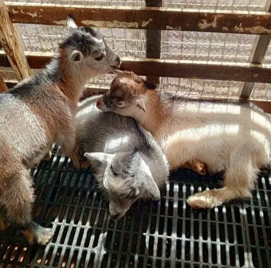 sepasang kambing mini pygmi 4 bln asli ori FB exotik TB 30cm-an unik
