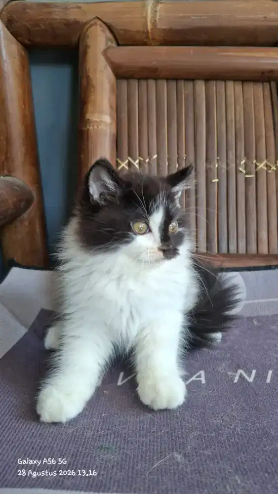 kitten persia /kucing persia  jantan/ kucing persia  jantan