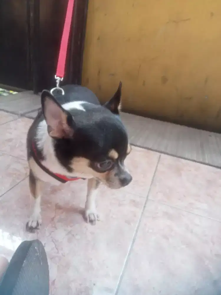 dijual anjing chihuahua