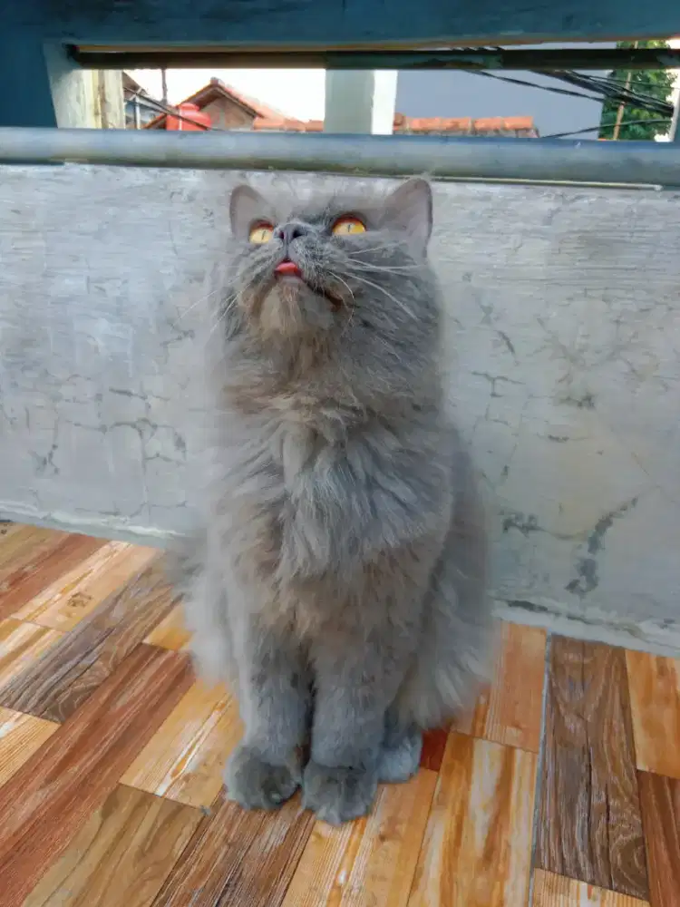 Persia Jantan Bigbone