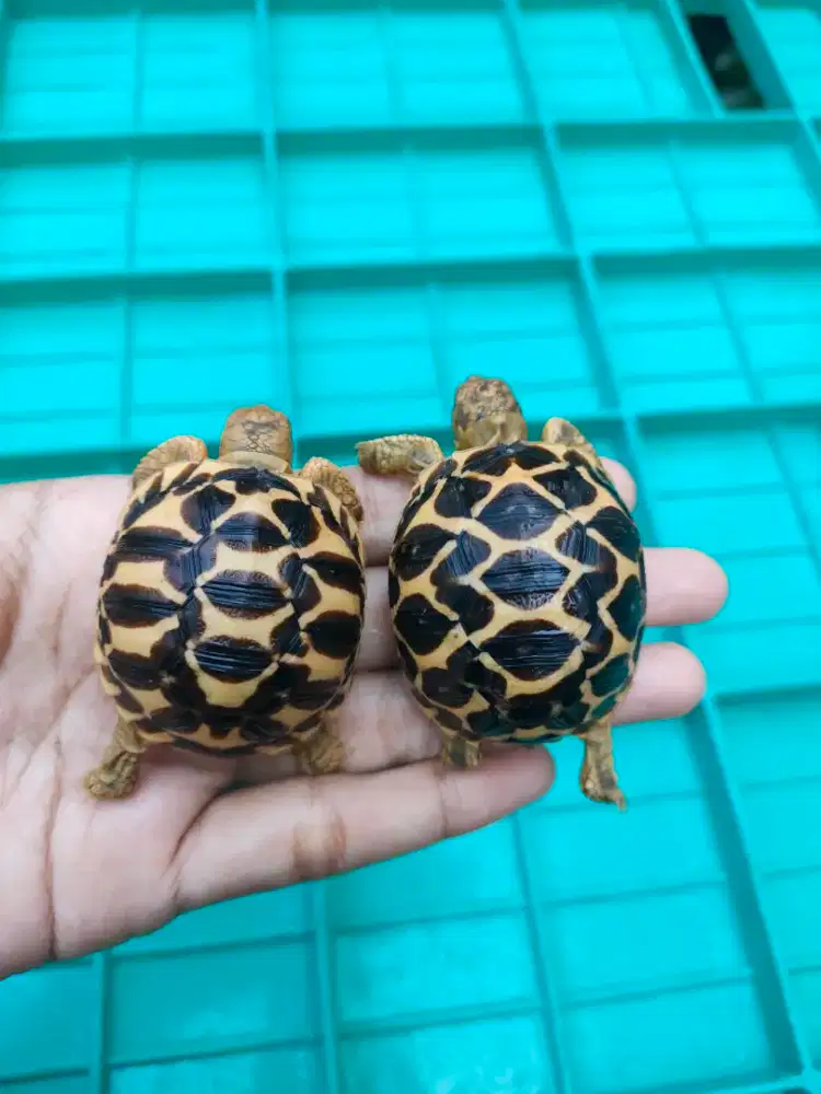 indianstar baby 4-4,5cm - semua sehat, makan rakus