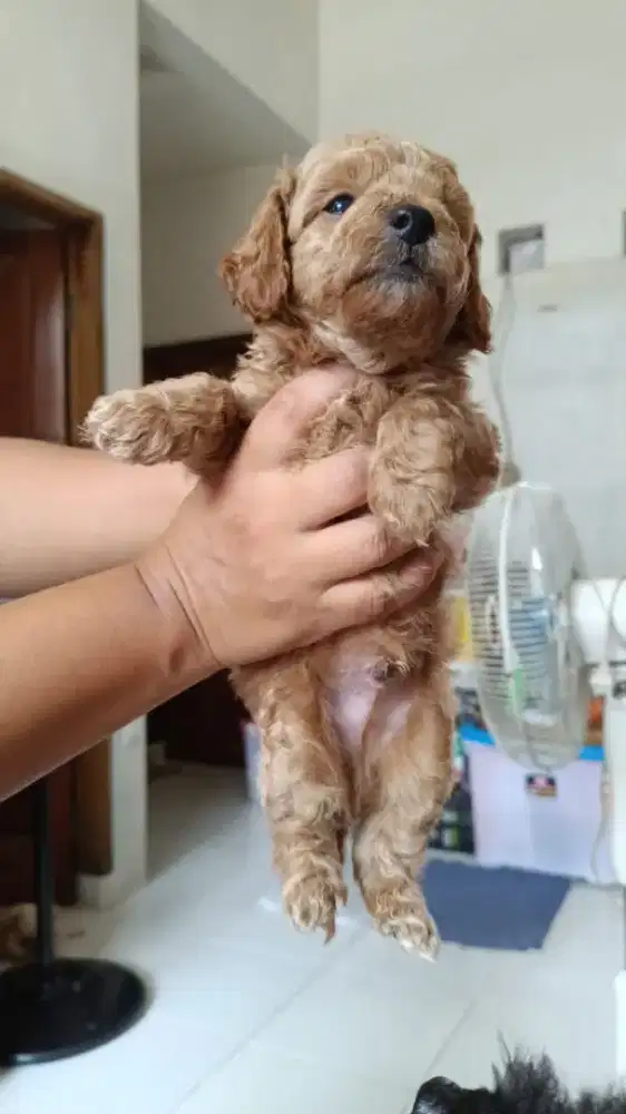 Anjing Poodle Pure Jantan usia 1 bulanan