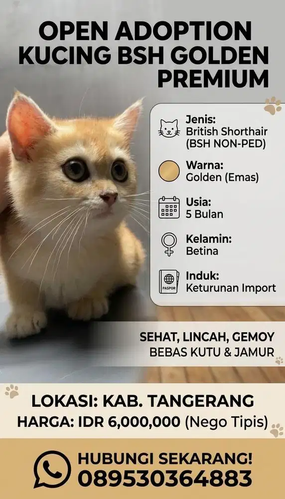 Kucing BSH NON PED