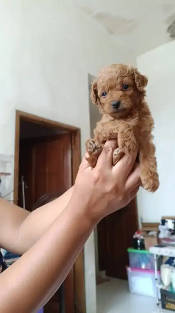 Anjing Poodle usia 1 bulanan lucu betina