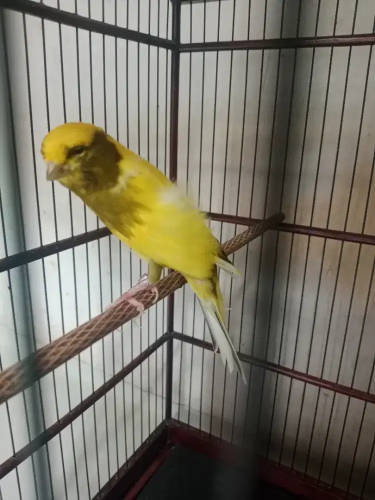 Burung kenari seri f
