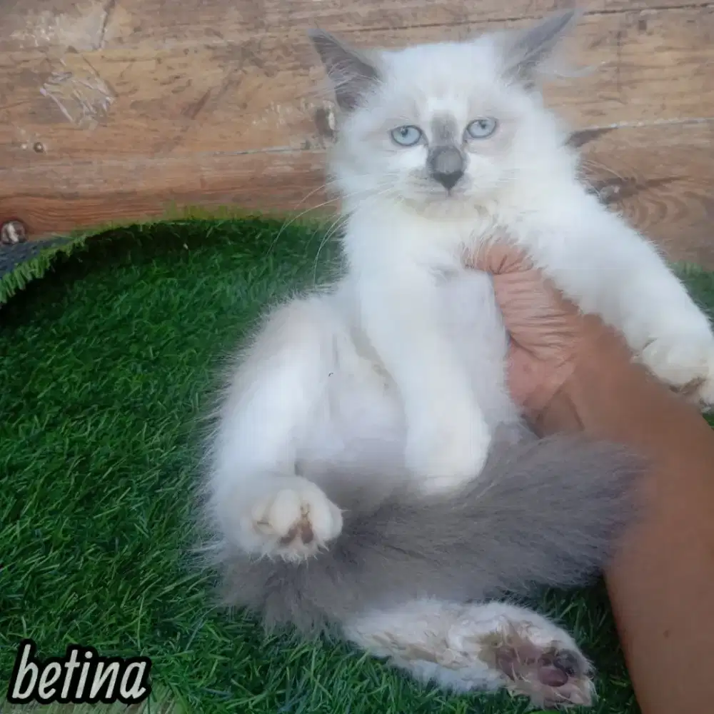 Lepas adop bermahar