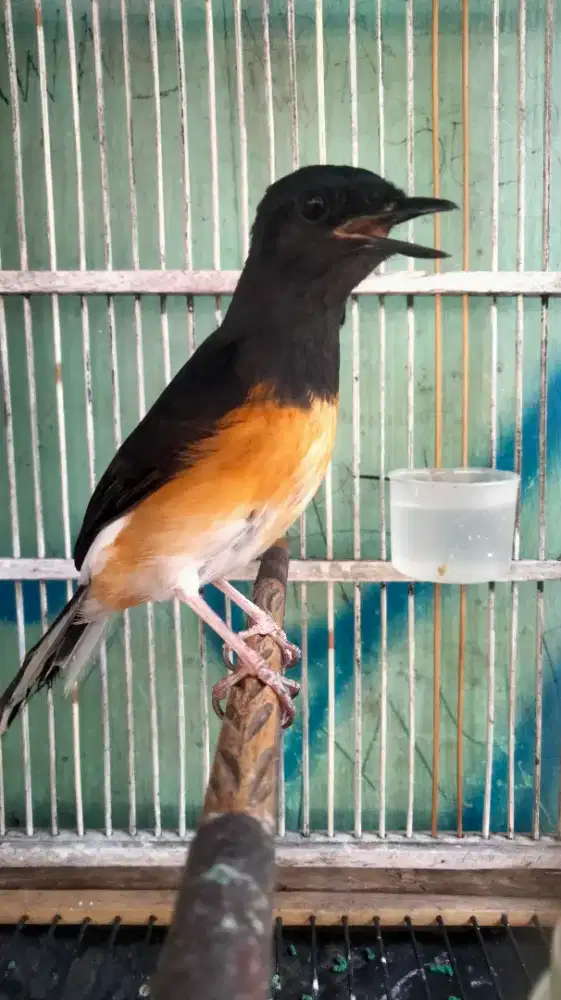 Murai Batu Medan Bahorok Blorok Jantan Rajin Bunyi Super Prospekan