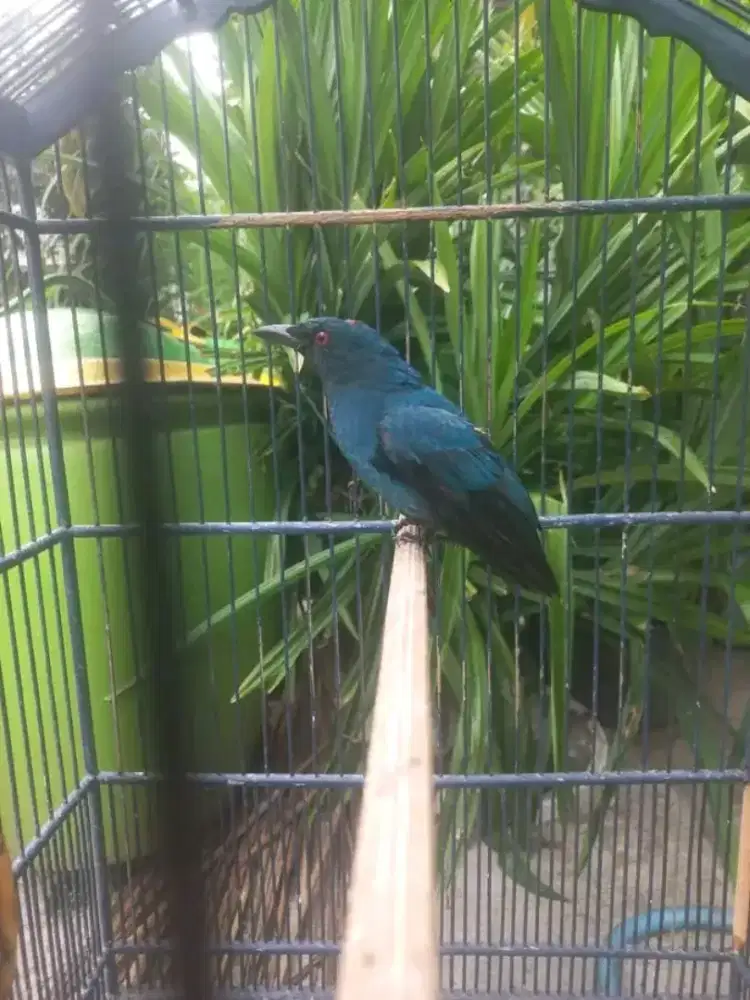 Cucak biru trotol jantan nuju ambrol mutasi dewasa