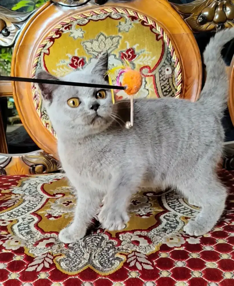 Kucing British short Hair ( BSH )