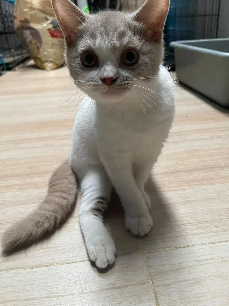 Bsh creambicolour jantan 2,5bln