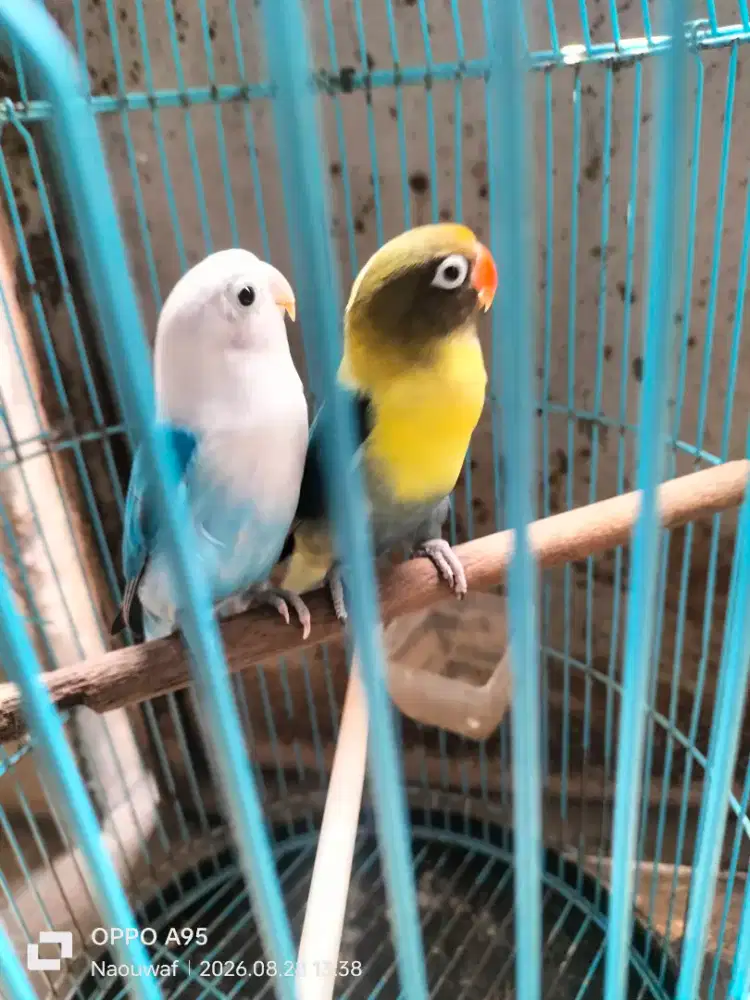 Burung Lovebird dewasa pasangan