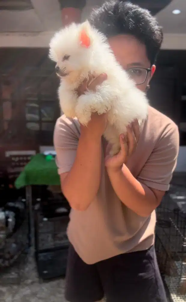 Jual anjing asli minipom