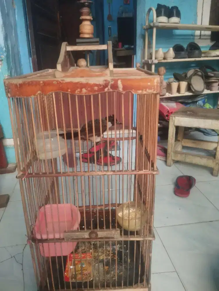 Burung kutilang