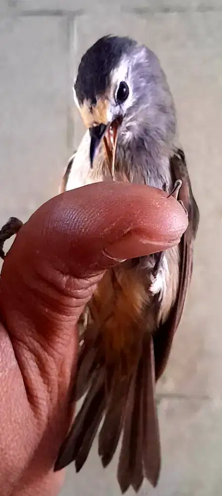 BURUNG CAK ZEMPOL JINAK GACOR NGOCEHH NGEROBIN KERAS
