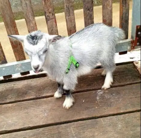 sepasang kambing mini pygmi 4 bln TB 30cm asli FB original exotik unik