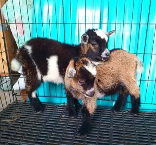 sepasang kambing mini pygmi 4 bln TB 30cm asli FB original exotik unik